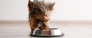 A small dog eating kibble from a bowl