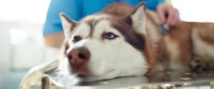 Husky at the veterinarian