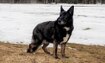 Shelby - 2019 Inductee