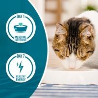 cat eating from a bowl