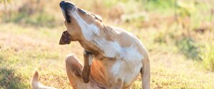 Dog scratching its back