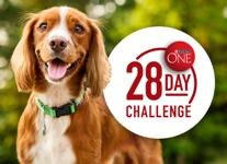 dog on a park with a logo that says 28 day challenge