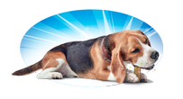 DentaLife Treats Dog
