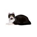 American Curl cat