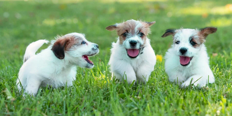 Une alimentation adéquate pour les chiots – Nourrir la croissance et le développement