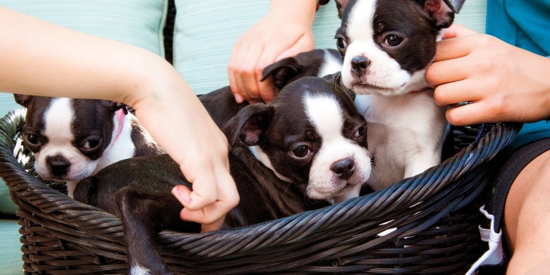 10 Essential Questions for New Puppy Owners to Ask a Dog Breeder 