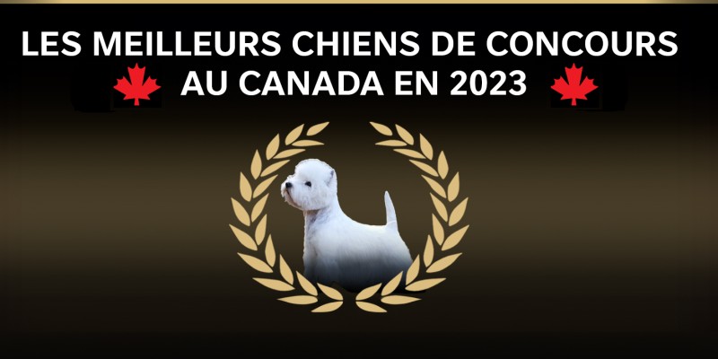 Les meilleurs chiens de concours de 2023 nourris par Pro Plan