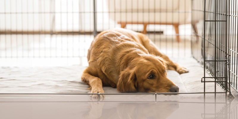 Stay Vigilant: Recognizing Signs of Kennel Stress