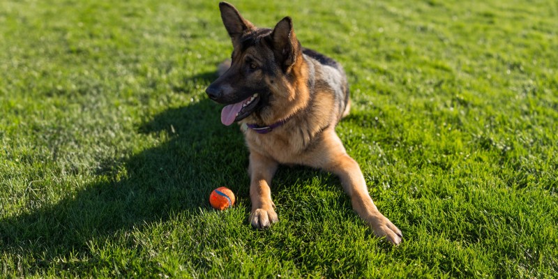 Bloat in German Shepherds: The Influence of Genetics and Environment