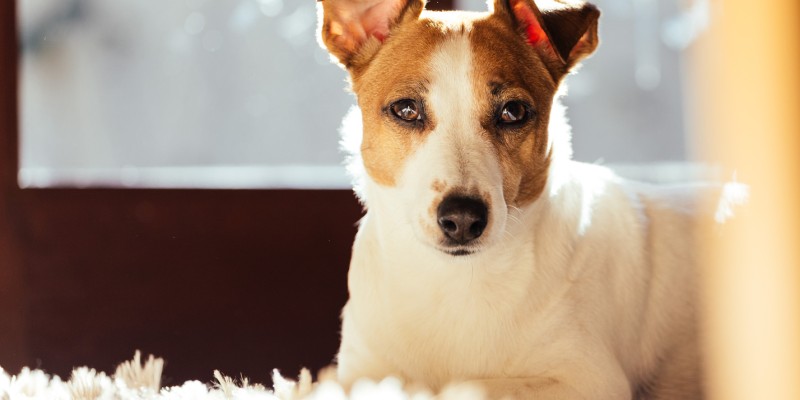 Environmental Risks and Their Connection to Lymphoma and Bladder Cancer in Dogs