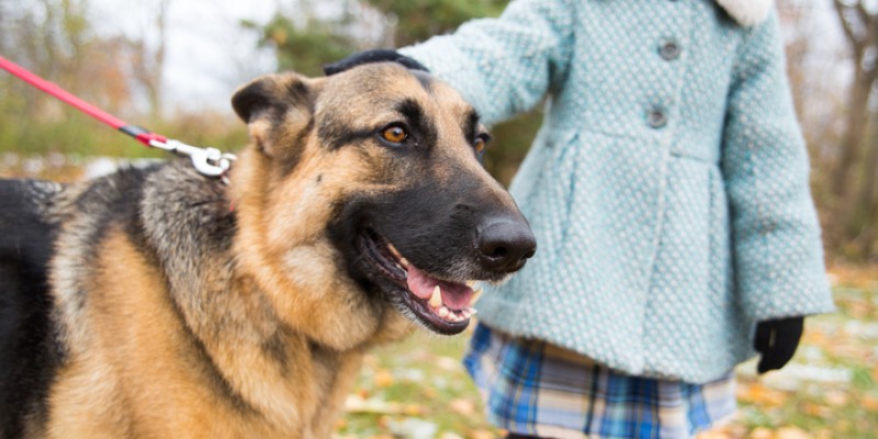 Osteosarcoma Research in German Shepherds: Vaccine Therapy & Immune Responses