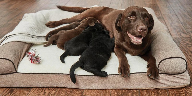 Se préparer pour une portée de chiots en bonne santé 