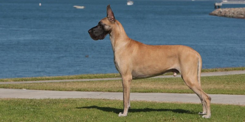 Unraveling Male Fertility in Great Danes