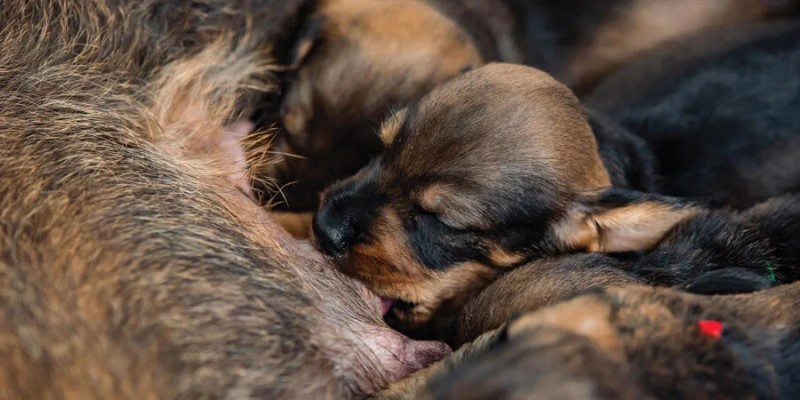 Q&A: Exploring Dog Breeding and Pregnancy Nutrition