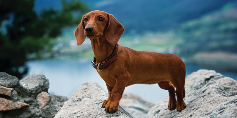 Dachshunds and Angular Limb Deformities: Prevalence, Diagnosis, and Treatment