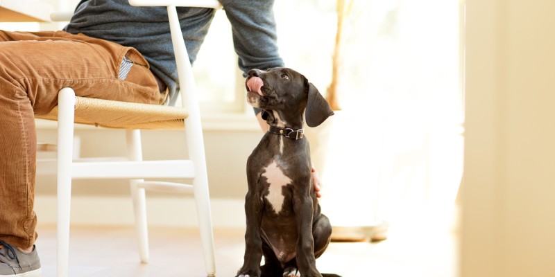 Un nouveau traitement offre une lueur d’espoir aux chiens présentant un mégaoesophage