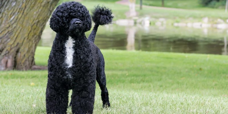 Preserving the Portuguese Water Dog: The Power of Genetic Advancements