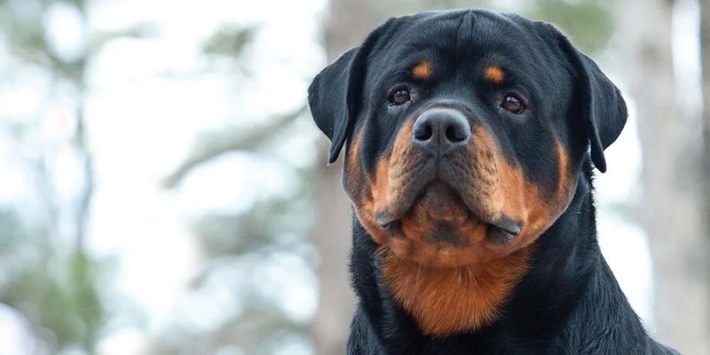 Hemangiosarcoma Research for Rottweilers: Q&A with Dr. Modiano