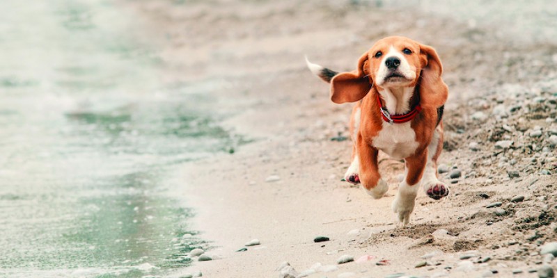 Improving Beagle Health: The Power of Health Testing