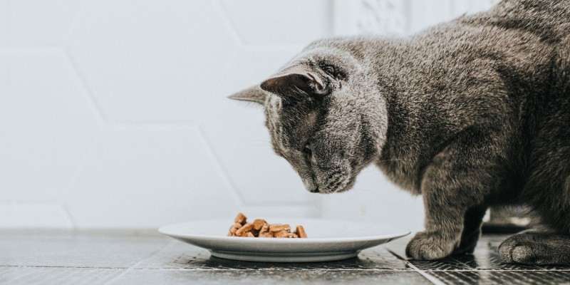 Nourriture sèche et humide pour chats: Laquelle est la meilleure?