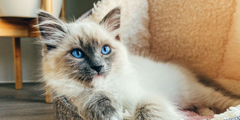 À quel moment un chaton devient-il un chat?