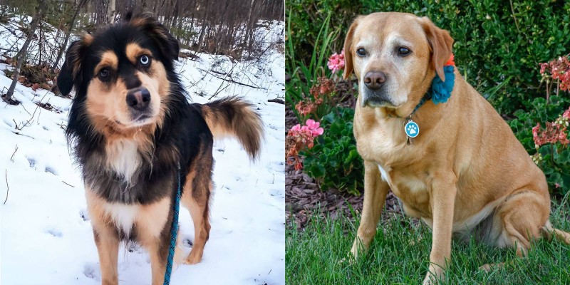 La bravoure en héritage : deux chiens canadiens reconnus pour le sauvetage de leurs propriétaires