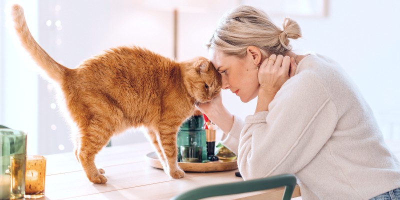 Les chats peuvent-ils consommer du poulet cru?