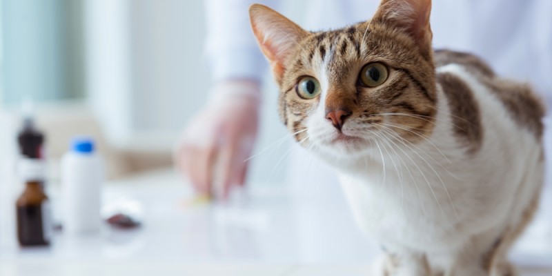 A Guide to Understanding Pancreatitis in Cats