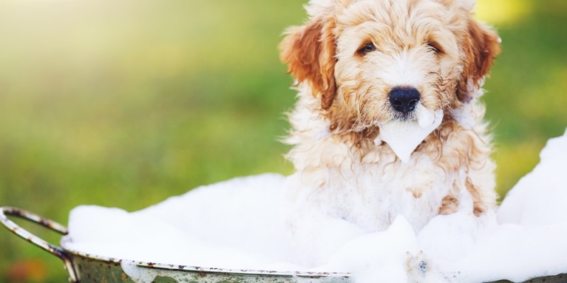 Comment donner un bain à un chiot