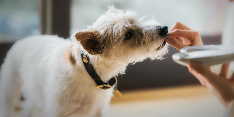 Comment utiliser des gâteries pour créer des liens avec votre chien, le dresser et le récompenser