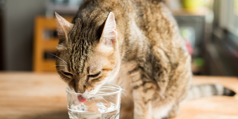 Why Is My Cat Drinking a Lot of Water?