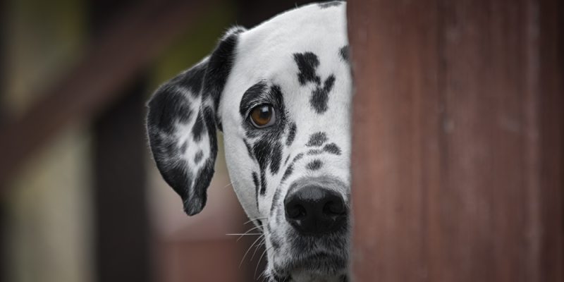 Dog Anxiety and Fear