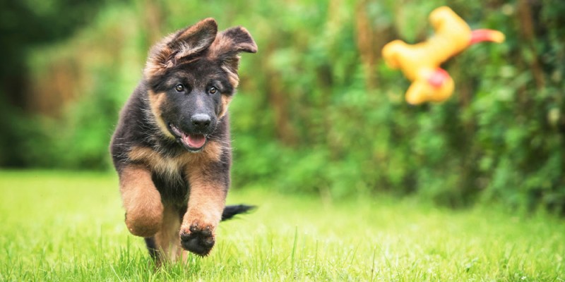 Comment empêcher un chiot de sauter