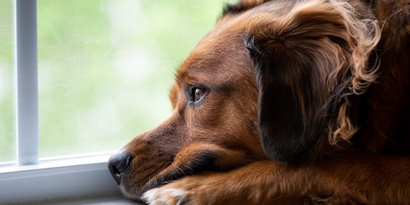 How to Tell if Your Dog Is Depressed