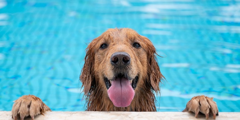 Comment apprendre à un chien à nager