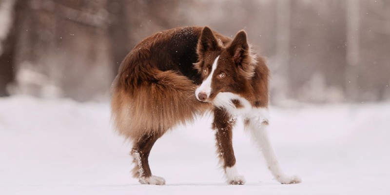 Why Do Dogs Chase Their Tails? 