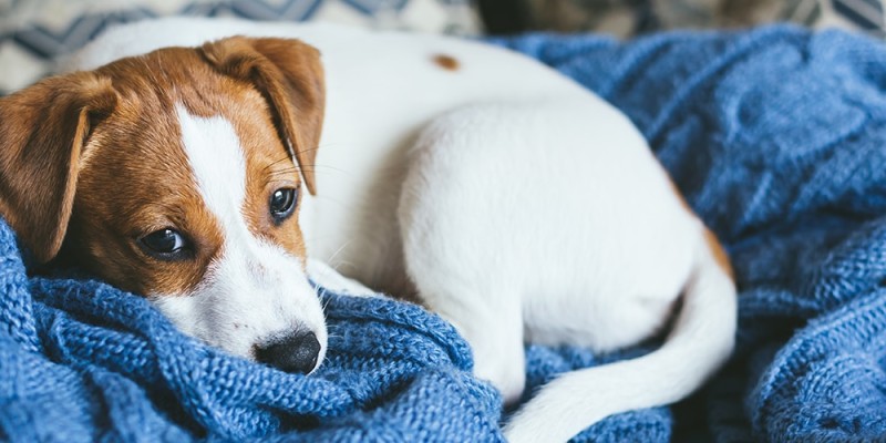 Pourquoi mon chiot a-t-il la diarrhée?