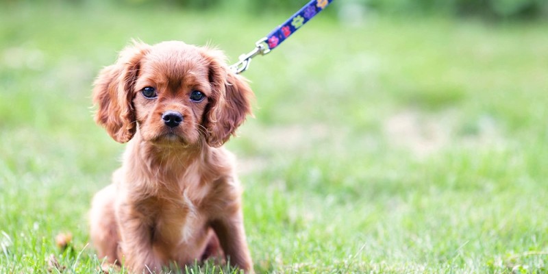 Comment apprendre la marche en laisse à un chiot