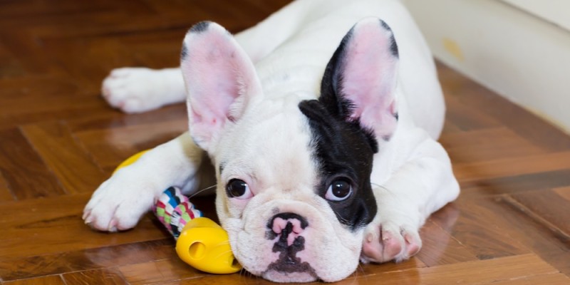 Les poussées dentaires du chiot: comment prendre soin des dents de votre chiot