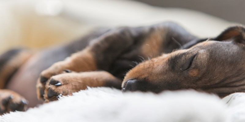 Où mon chiot devrait-il dormir?