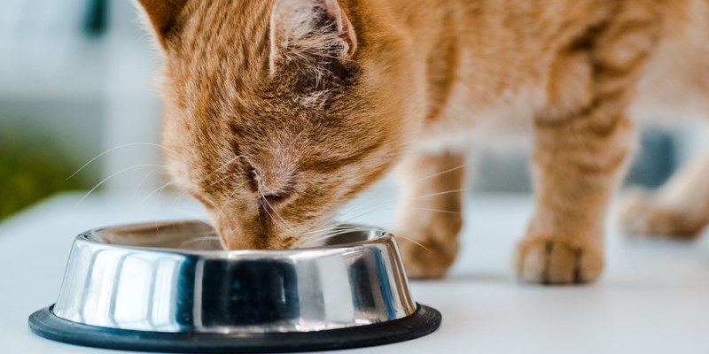 What to Feed a Senior Cat