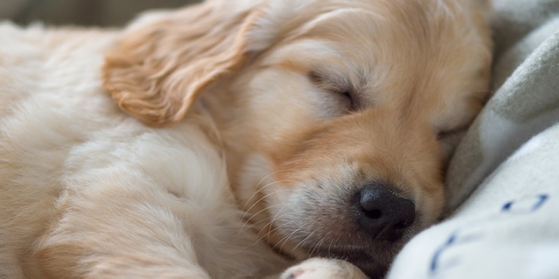 À quel moment les chiots ouvrent-ils les yeux?