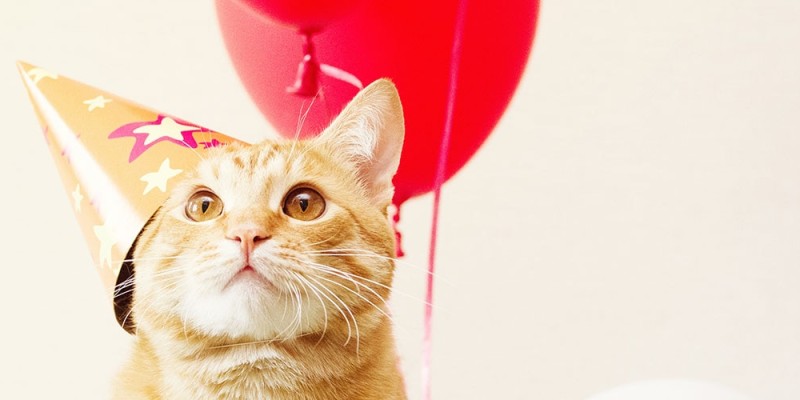 5 façons de célébrer l’anniversaire de votre chat