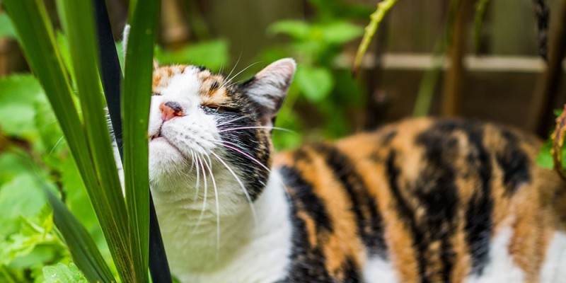 Comment aménager une cour arrière adaptée aux chats