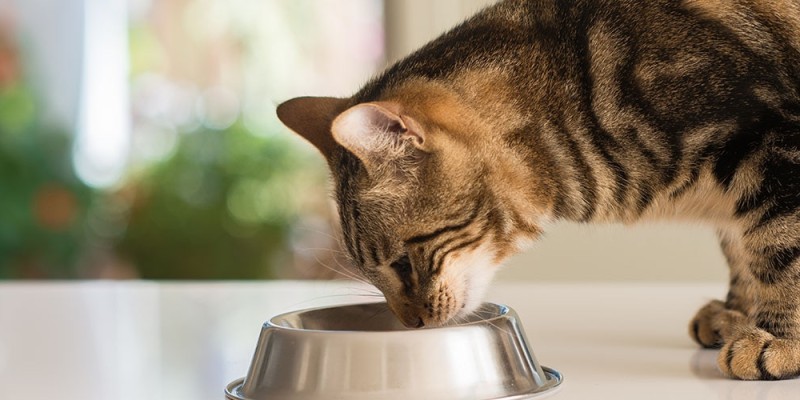 Mon chat a-t-il une allergie alimentaire?