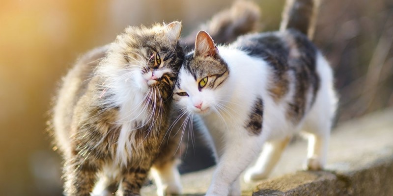 10 Interesting Facts About Cats