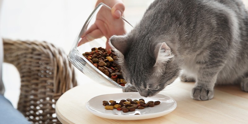 Des jouets maison pour chats: Fabriquer un labyrinthe alimentaire pour chats