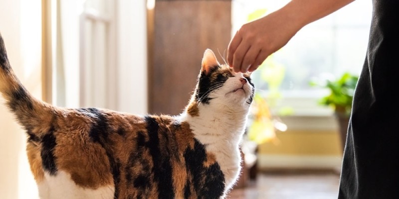 Quelle quantité de gâteries devriez-vous donner à votre chat?