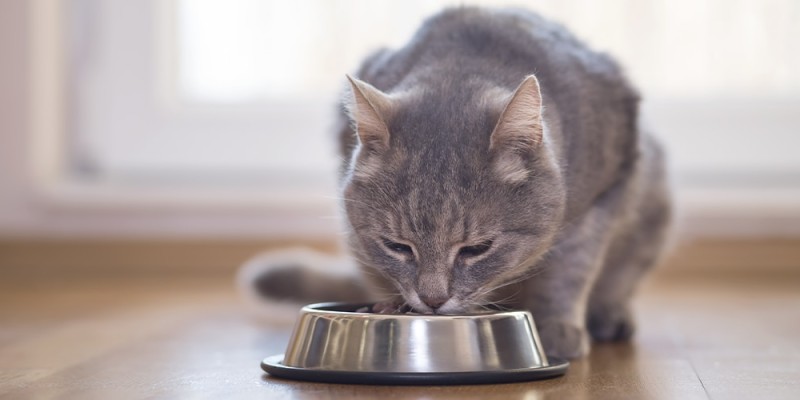 Comment fabriquer soi-même un poste d’alimentation pour chats