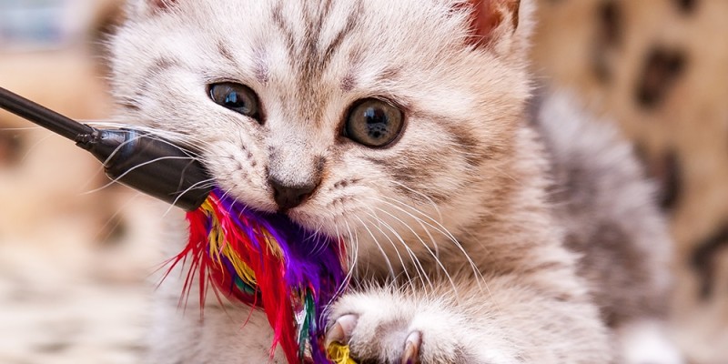 Jouets pour chats à fabriquer soi-même: Comment fabriquer une baguette pour chat